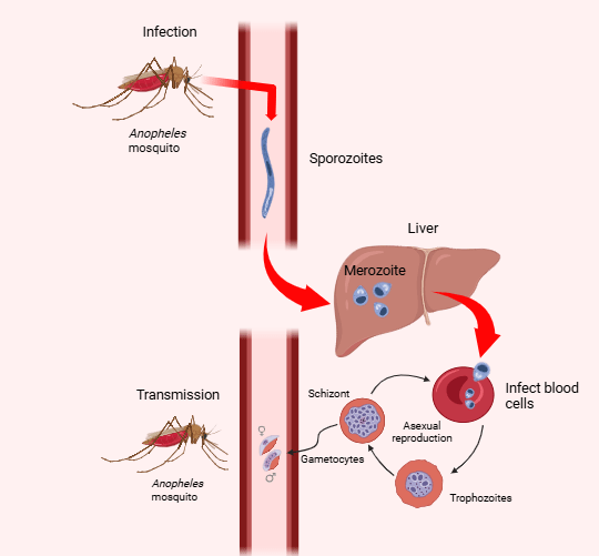 Malaria – HOW TO STRIKE A&nbsp;SHAPESHIFTER